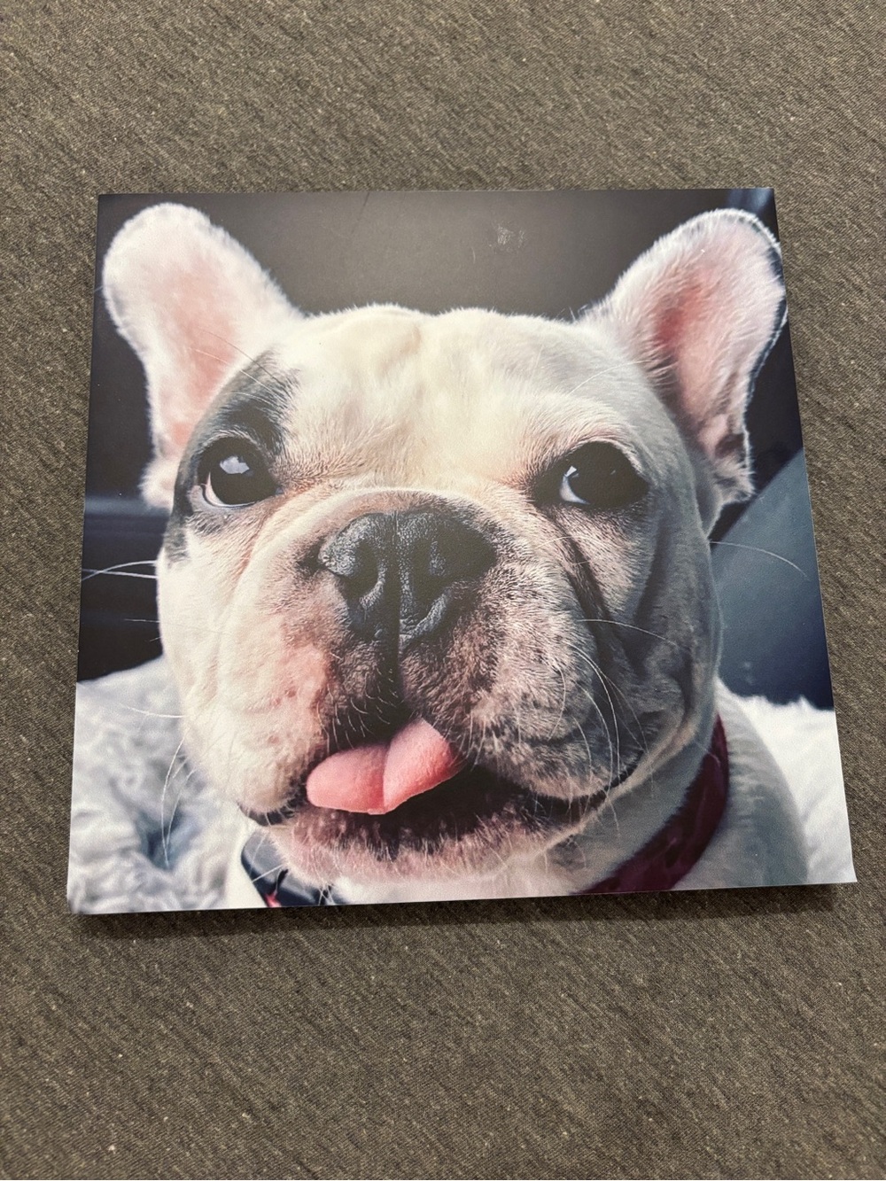 Pet Canvas Wall Art - White French Bulldog Print
